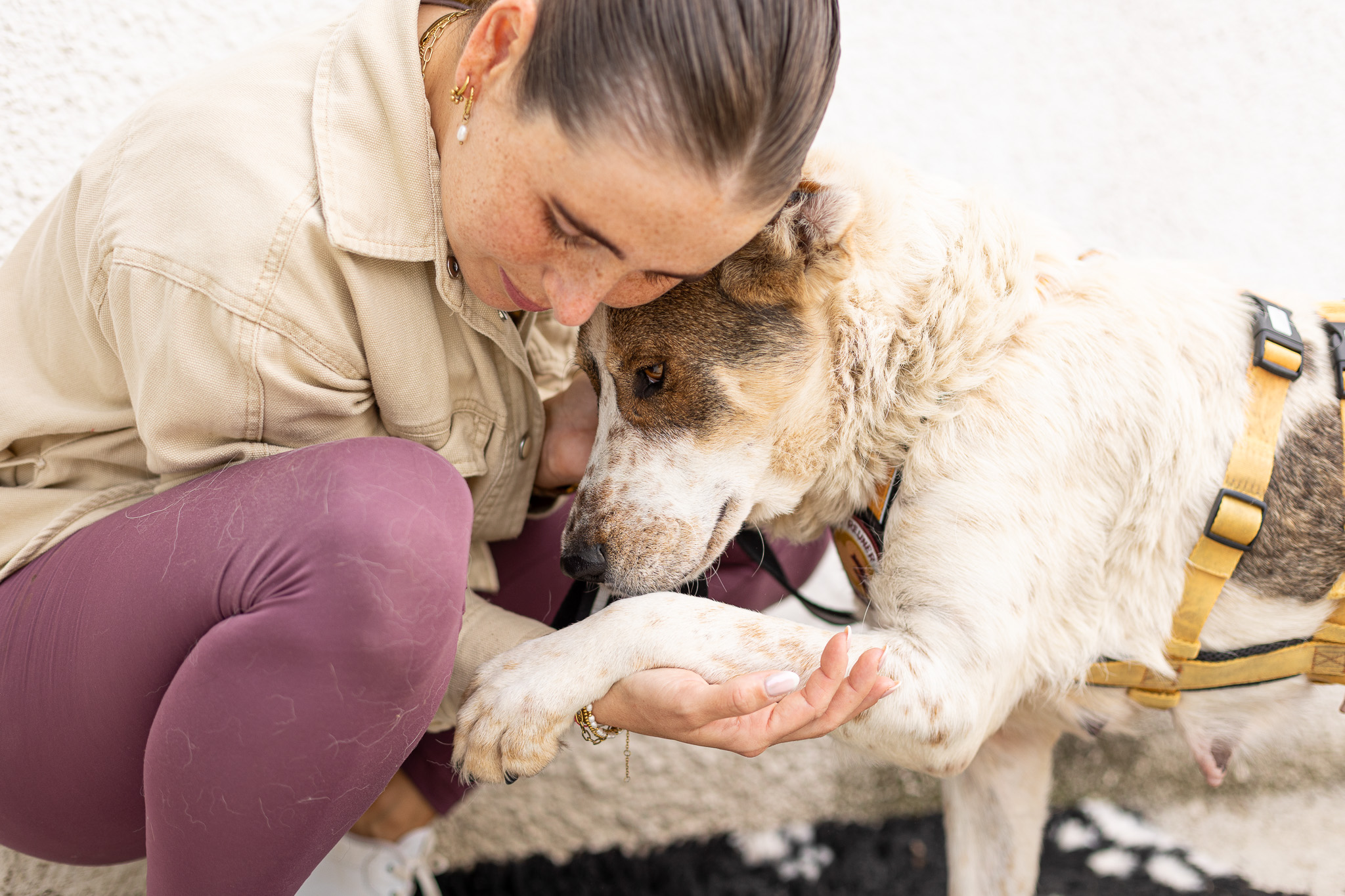 Hund, der durch Spenden geholfen wurde